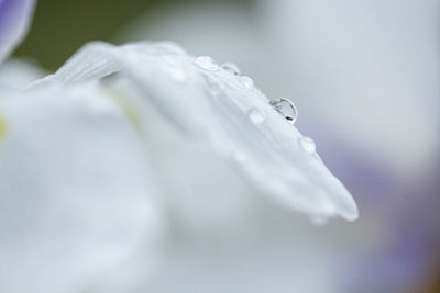 Close-up of wet white rose flower