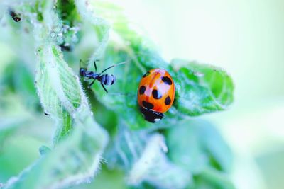 Close-up of ladybug on leaf