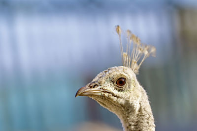 Close-up of bird