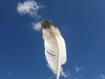 Low angle view of feather against blue sky