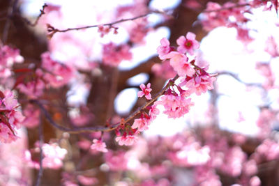 Close-up of pink cherry blossom