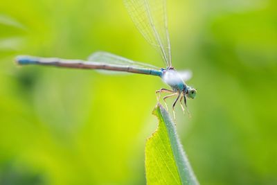 Close-up of dragonfly on leaf