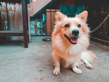 Portrait of dog sticking out tongue outdoors