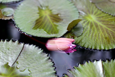 High angle view of water lily and lilypad in pond