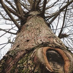 Low angle view of tree against sky