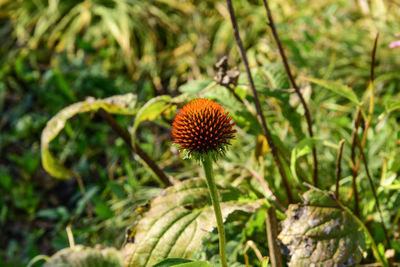 Close-up of flowering plant on field