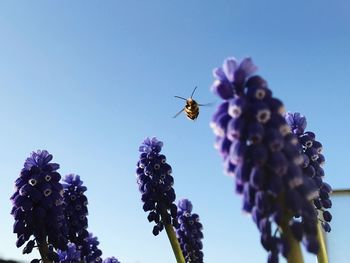 Close-up of bee pollinating on purple flower