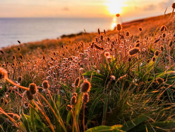 Close-up of plants growing on land against sky