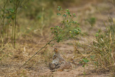 Bird perching on a field