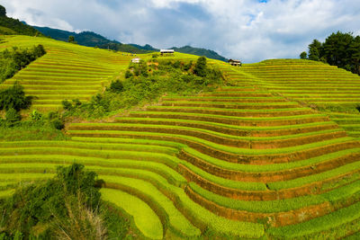 Scenic view of agricultural field against sky