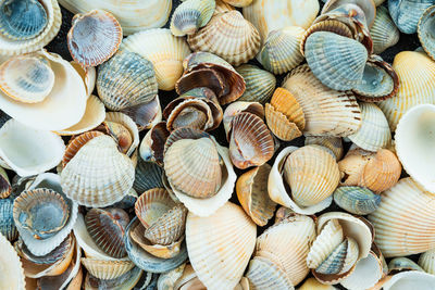 Full frame shot of shells