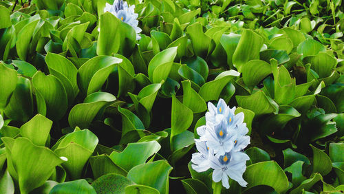 Close-up of white flowering plant