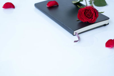 Close-up of red rose on white background