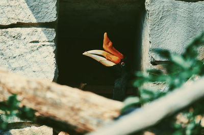 Close-up of lizard on leaf