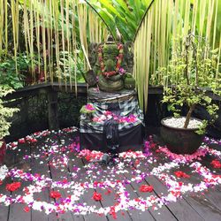 Flower plants in water