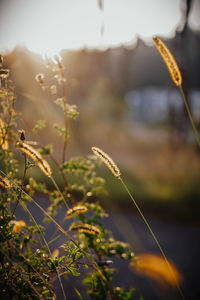 Close-up of plants on field against sky during sunset