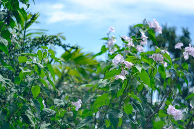 Close-up of white flowering plants