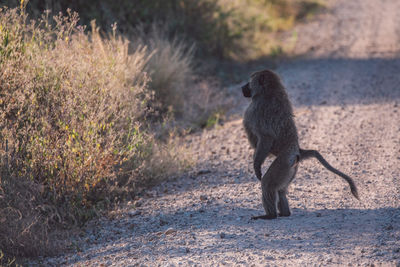 Monkey on field