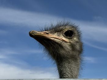 ostrich