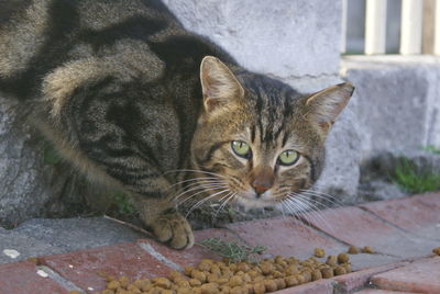 Portrait of stray cat with food on footpath