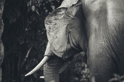 Close-up of elephant standing