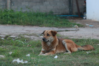 View of a dog on field