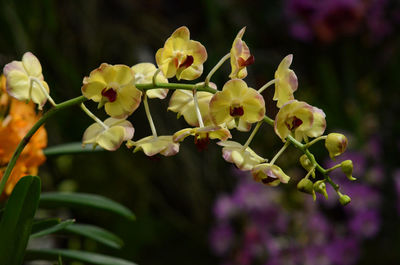 Close-up of plants