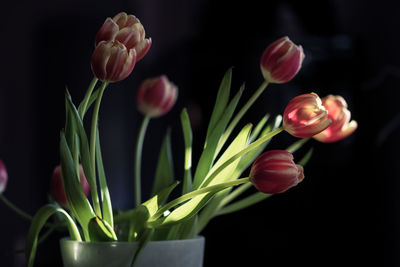 Close-up of tulips in vase