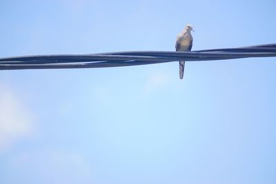 Low angle view of bird perching against clear blue sky