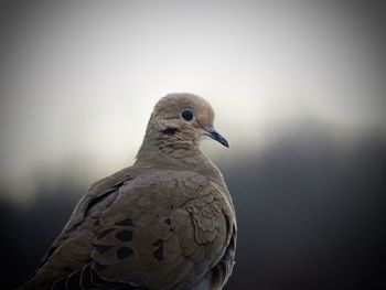 Close-up of bird
