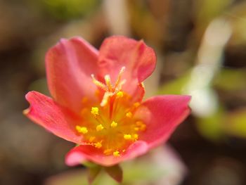 Close-up of flower blooming outdoors