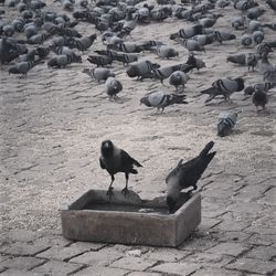 Pigeons on footpath