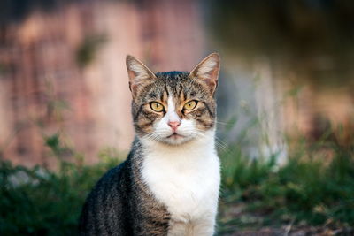 Portrait of tabby cat on field