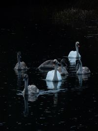 Ducks swimming in lake