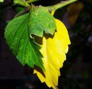 Close-up of yellow leaf