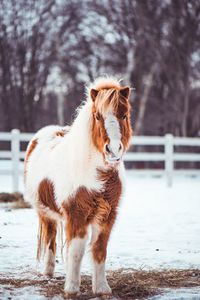 Full length of a horse on field