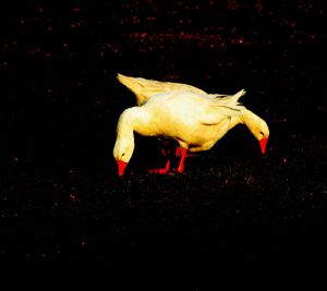 Close-up of goat in the dark