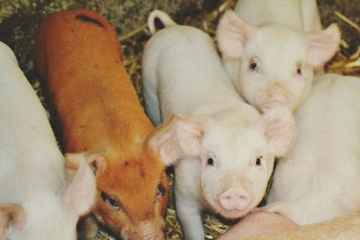 High angle view of piglets