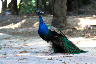 Close-up of peacock