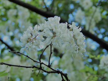 Close-up of cherry blossom on tree