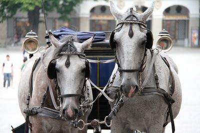 Horse cart on street