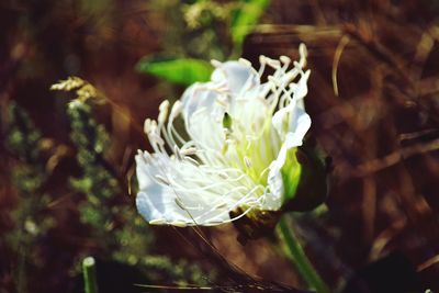 Close-up of white flowering plant