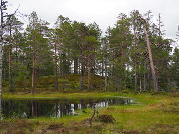 Scenic view of lake amidst trees in forest against sky