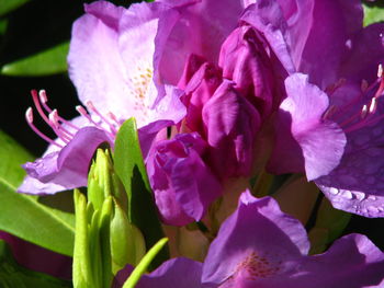 Close-up of purple flowers blooming outdoors