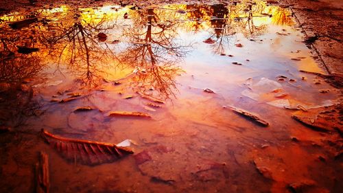 Reflection of trees in water