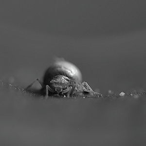 Close-up of aphid insect