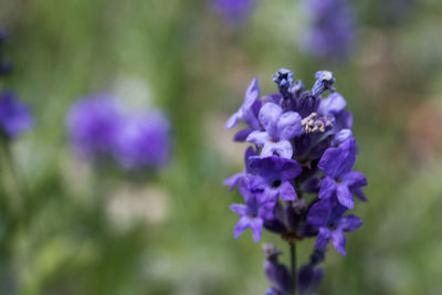 Close-up of purple flowers blooming outdoors