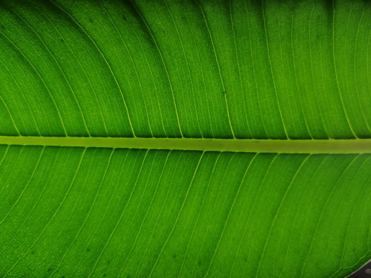 green, leaf, plant part, banana leaf, backgrounds, plant, no people, full frame, close-up, nature, flower, pattern, leaf vein, textured, growth, beauty in nature, yellow, grass, palm tree, palm leaf, circle, plant stem, outdoors, day, tree, leaves, macro photography, line, tropical climate