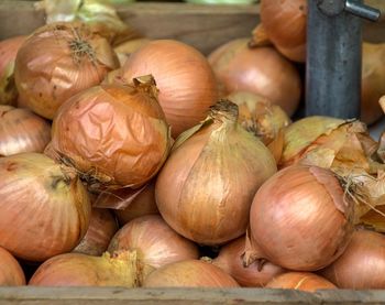 Close-up of pumpkins