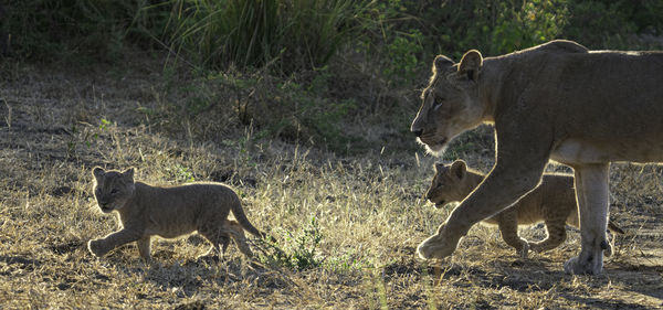 Lioness drinking water